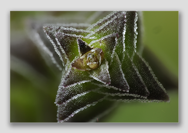 canvas print - (Pagoda VillageHBV) - 8"x12"
