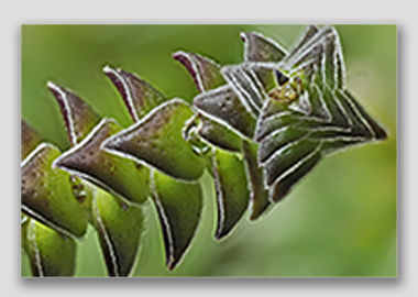 canvas print - (Pagoda Village HV) - 8"x12"