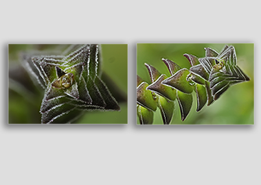 Both canvas prints - (Pagoda Village) - 12"x18" each