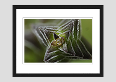 framed print - (Pagoda Village HBV) - 8"x10"