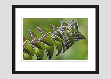framed print - (Pagoda Village HV) - 8"x10"