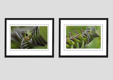Both framed prints - (Pagoda Village) - 8"x10" each