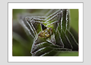 matted print - (Pagoda Village HBV) - 11"x14"