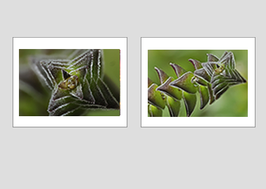 Both matted prints - (Pagoda Village) - 11"x14" each