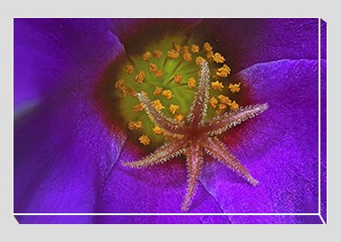canvas print - (Pink Purslane HBV) - 8"x12"