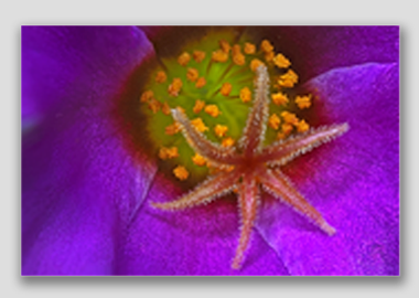 canvas print - (Pink Purslane HBV) - 8"x12"