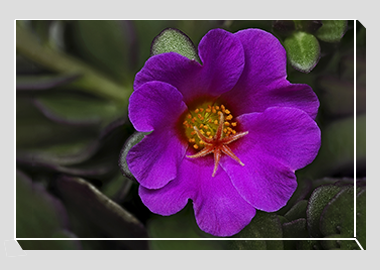 canvas print - (Pink Purslane HV) - 8"x12"