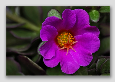 canvas print - (Pink Purslane HV) - 8"x12"