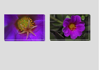 Both canvas prints - (Pink Purslane) - 8"x12" each