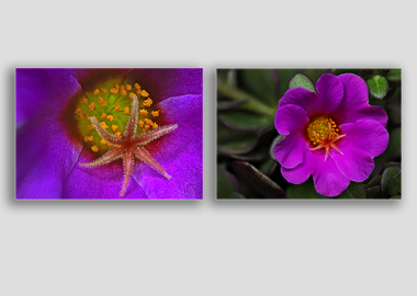 Both canvas prints - (Pink Purslane) - 8"x12" each