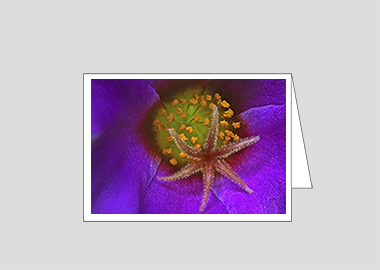 Fine art greeting card - (Pink Purslane HBV) – 4.5″x6.25″