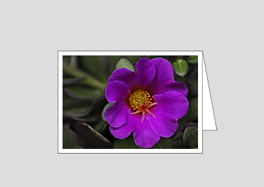 Fine art greeting card - (Pink Purslane HV) – 4.5″x6.25″
