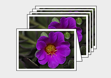 Package of 5 greeting cards - (Pink Purslane HV) – 4.5″x6.25″