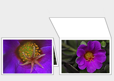 Fine art greeting card - (Pink Purslane) – 4.5″x6.25″