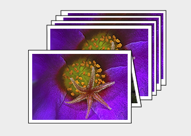 Package of 5 greeting cards - (Pink Purslane) – 4.5″x6.25″