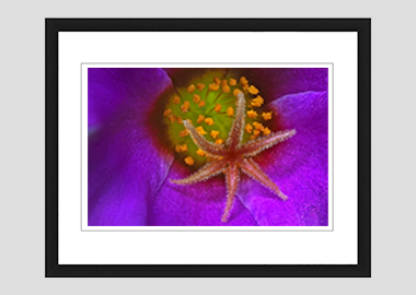 framed print - (Pink Purslane HBV) - 8"x10"