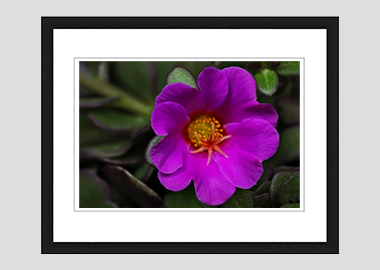 framed print - (Pink Purslane HV) - 8"x10"