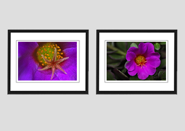 Both framed prints - (Pink Purslane) - 8"x10" each