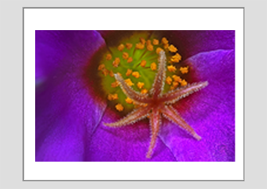 matted print - (Pink Purslane HBV) - 11"x14"