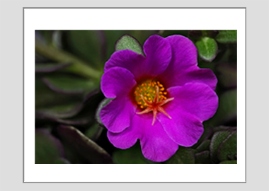 matted print - (Pink Purslane HV) - 11"x14"