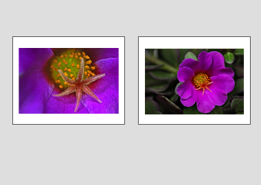 Both matted prints - (Pink Purslane) - 11"x14" each