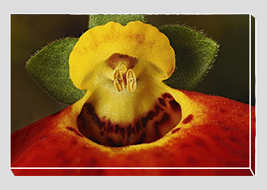 canvas print - (Pocketbook Plant HBV) - 8"x12"