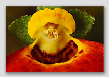 canvas print - (Pocketbook Plant HBV) - 12"x18"