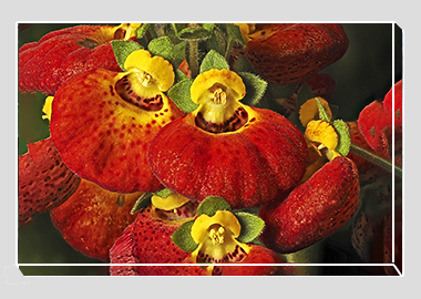 canvas print - (Pocketbook Plant HV) - 8"x12"