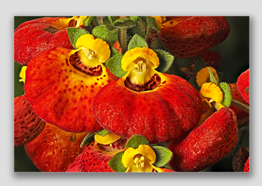 canvas print - (Pocketbook Plant HV) - 8"x12"