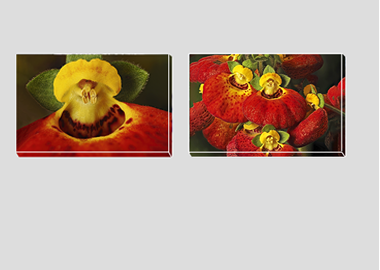 Both canvas prints - (Pocketbook Plant) - 8"x12" each