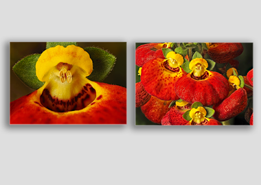 Both canvas prints - (Pocketbook Plant) - 12"x18" each