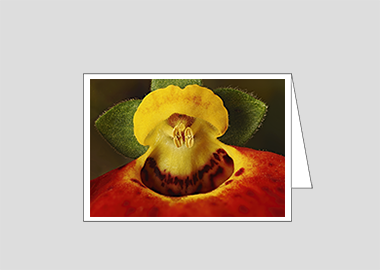 Fine art greeting card - (Pocketbook Plant HBV) – 4.5″x6.25″