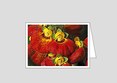 Fine art greeting card - (Pocketbook Plant HV) – 4.5″x6.25″