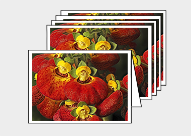 Package of 5 greeting cards - (Pocketbook Plant HV) – 4.5″x6.25″
