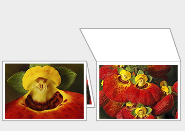 Fine art greeting card - Pocketbook Plant) – 4.5″x6.25″