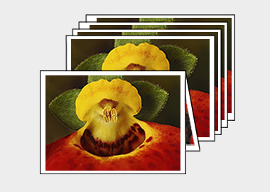 Package of 5 greeting cards - (Pocketbook Plant) – 4.5″x6.25″