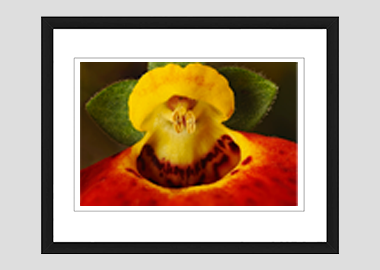 framed print - (Pocketbook Plant HBV) - 8"x10"