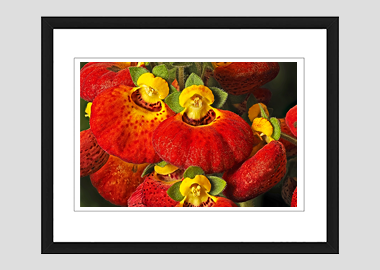 framed print - (Pocketbook Plant HV) - 8"x10"