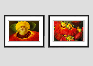 Both framed prints - (Pocketbook Plant) - 8"x10" each