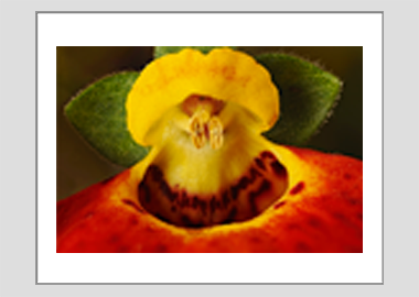 matted print - (Pocketbook Plant HBV) - 11"x14"