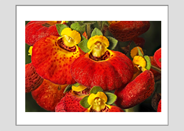 matted print - (Pocketbook Plant HV) - 11"x14"