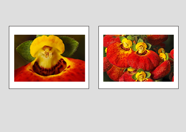 Both matted prints - (Pocketbook Plant) - 11"x14" each