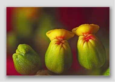 canvas print - (Poinsettia HBV) - 8"x12"