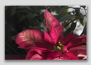 canvas print - (Poinsettia HV) - 8"x12"