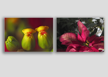 Both canvas prints - (Poinsettia) - 8"x12" each