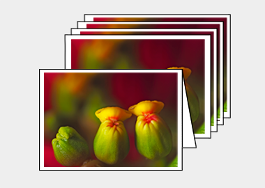 Package of 5 greeting cards - (Poinsettia HBV) – 4.5″x6.25″