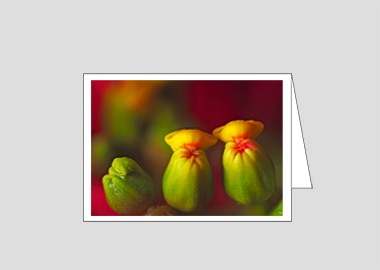 Fine art greeting card - (Poinsettia HBV) – 4.5″x6.25″