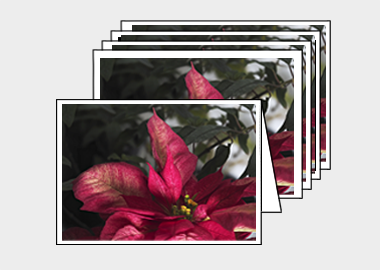 Package of 5 greeting cards - (Poinsettia HV) – 4.5″x6.25″