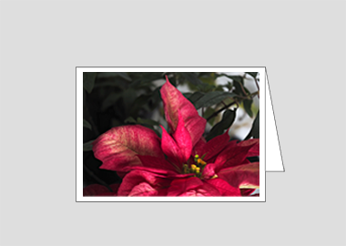 Fine art greeting card - (Poinsettia HV) – 4.5″x6.25″