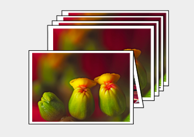 Package of 5 greeting cards - (Poinsettia) – 4.5″x6.25″